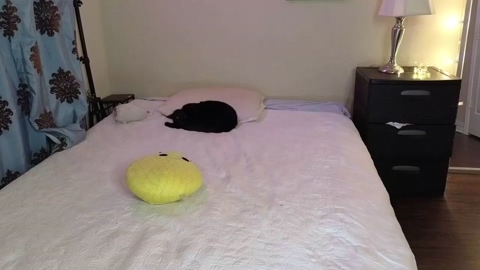 cuntytrannylydia  02-10-2022